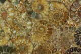 Composite Plate Of Agatized Ammonite Fossils #130554-1